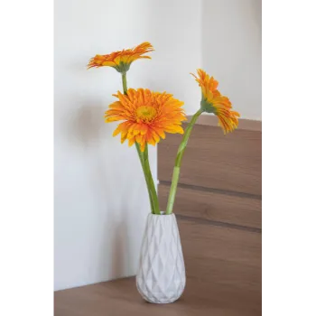 Gerbera Daisy Plant